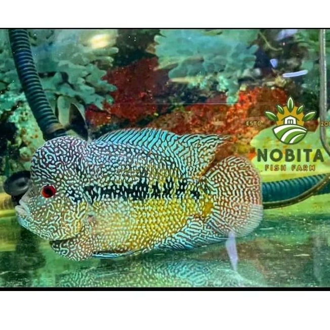 Hiyasan aquarium cencu full mutiara perlengkapan akuarium