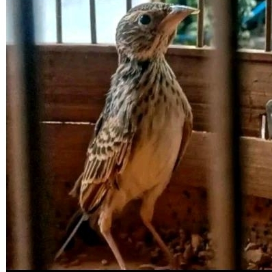 BURUNG BRANJANGAN PARVA JANTAN