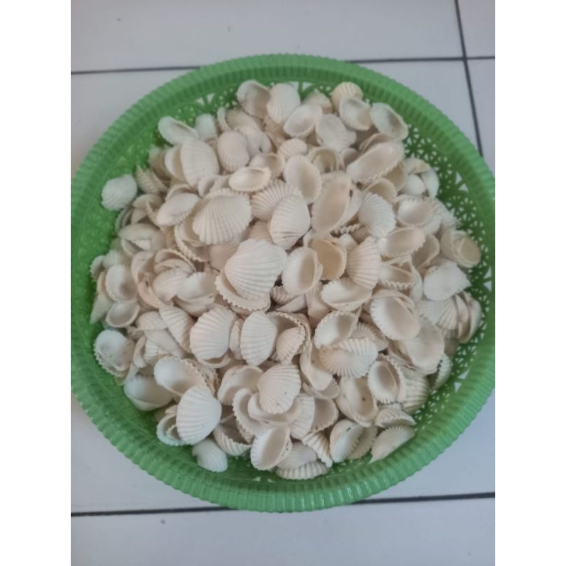 Cangkang Kerang / Cangkang Kerang Bahan Kerajinan Tangan 200grm