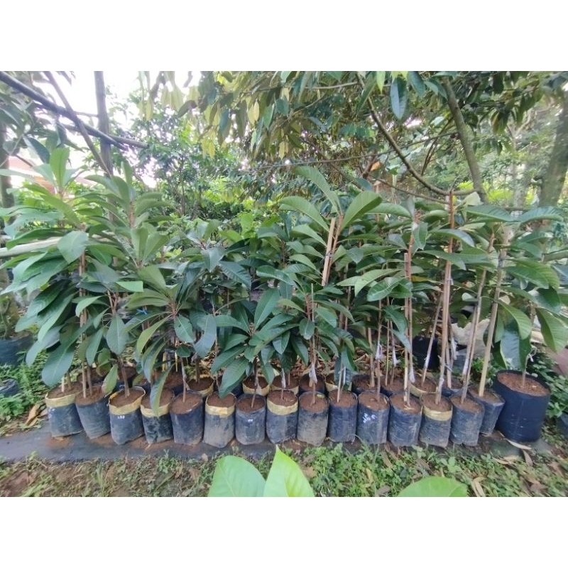 Bibit mamey sapote lorito hasil sambung susu