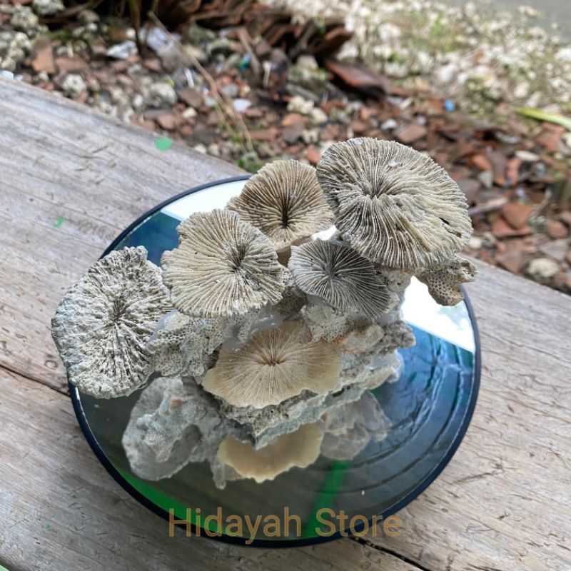 BATU KARANG TRUMBU KARANG AKUARIUM RANGKAI CANTIK UNTUK DEKORASI AKUARIUM AQUASCAPE