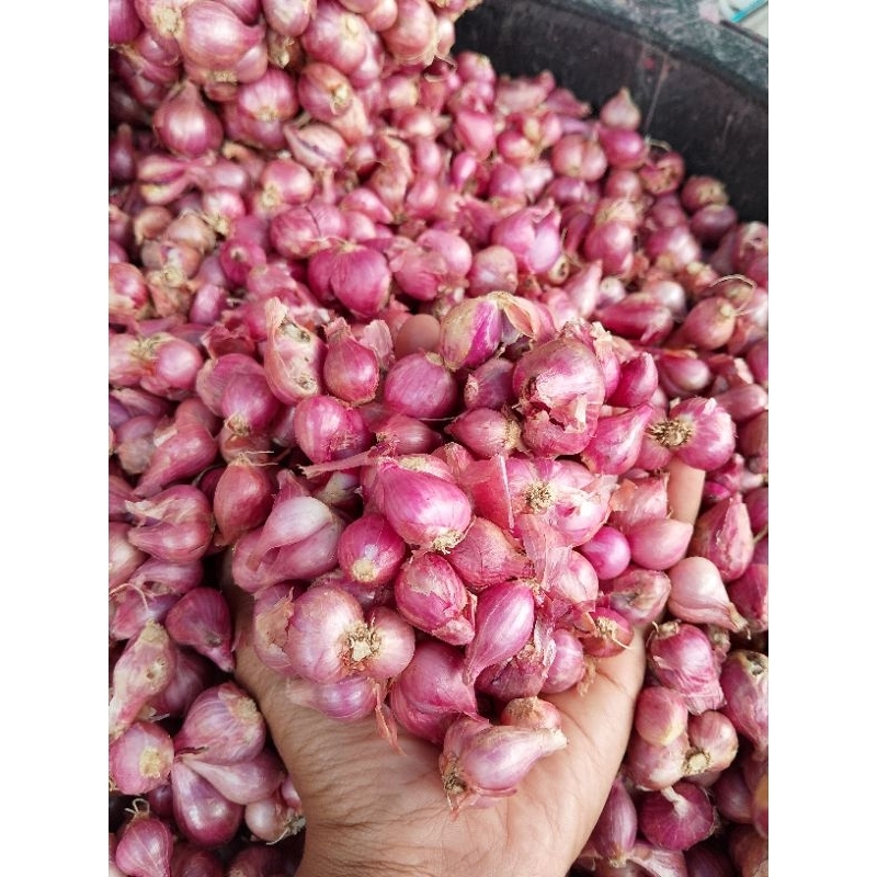 

bawang merah Probolinggo tanggung kecil 500 gram.