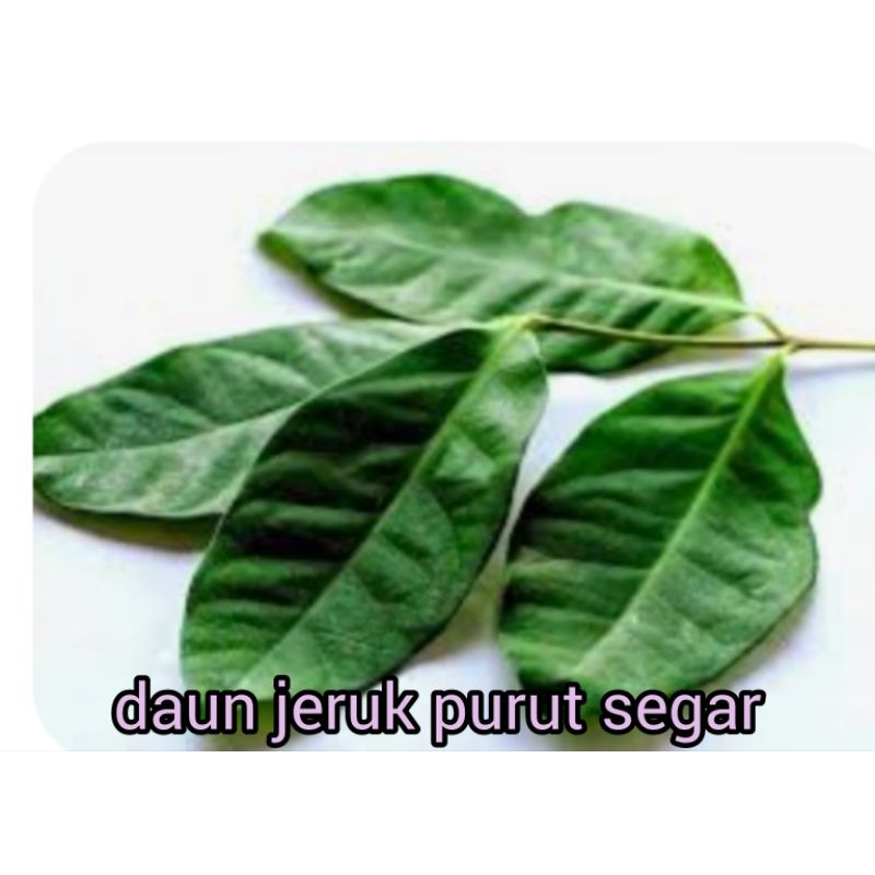 

DAUN SALAM SEGAR