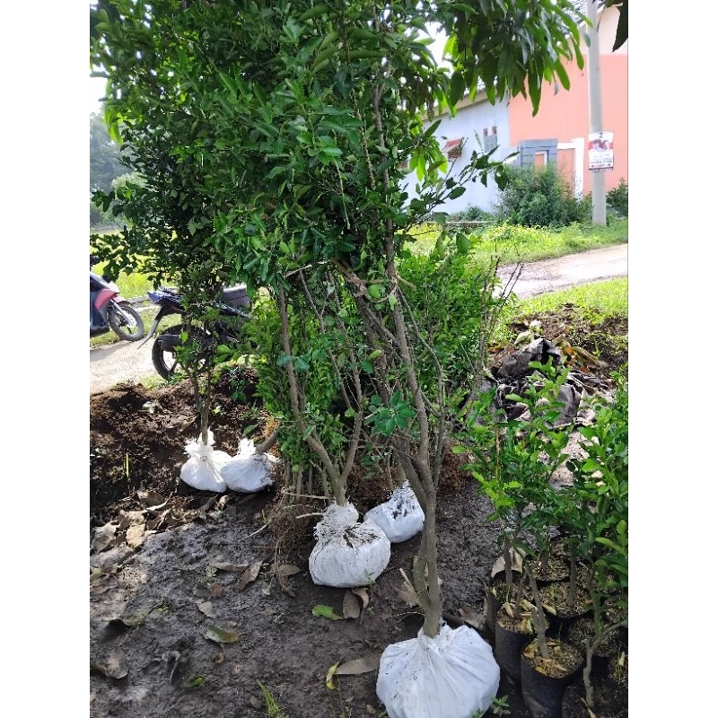 

Tambolampot Jeruk Limo Berbuah Jeruk Sambel Batang Pohon Besar