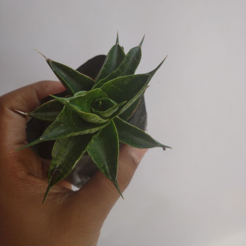 sansevieria hybrid sindoro (small)