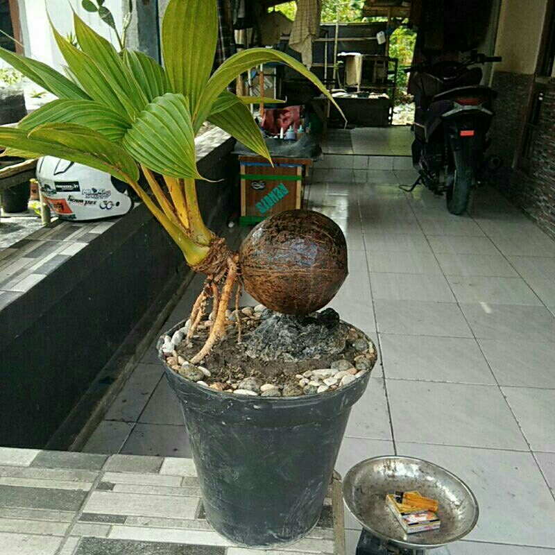 Bonsai Kelapa Kuning
