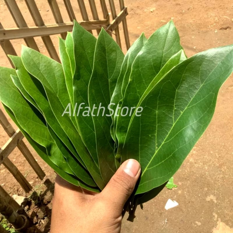 

Daun Alpukat 100 lembar