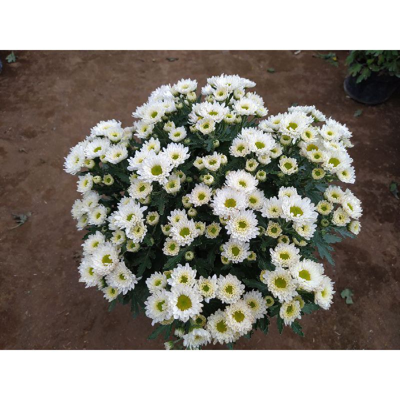 Jual  Bibit Tanaman Bunga Krisan Murah Grate A (Beli 8 gratis 1 )/Hiasan Taman/Halaman/Kebun/Ladang/