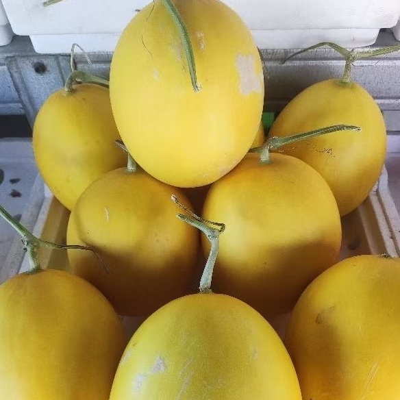

melon golden manis