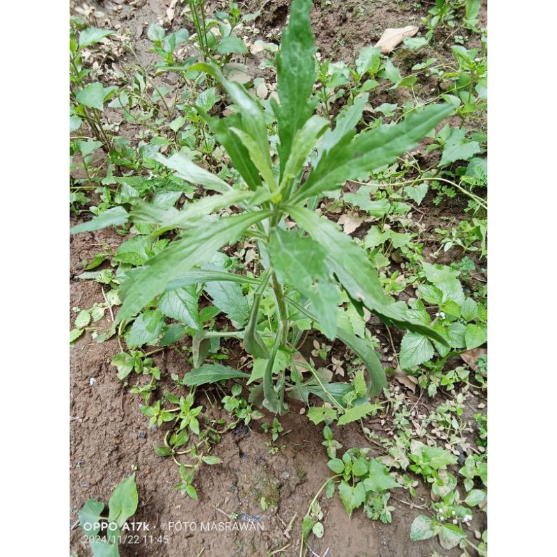 

Pohon Jelantir 500 g