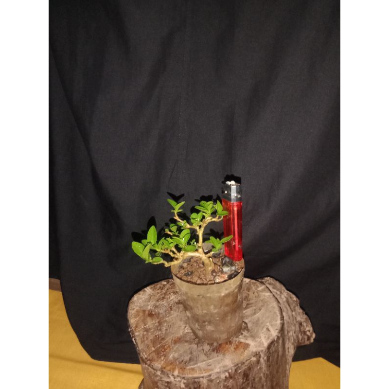 Bahan bonsai Sancang mame/shito