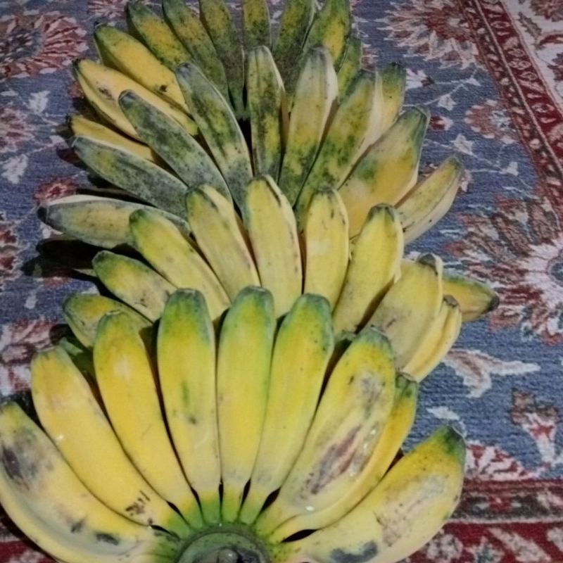 

pisang kepok per 1 kg
