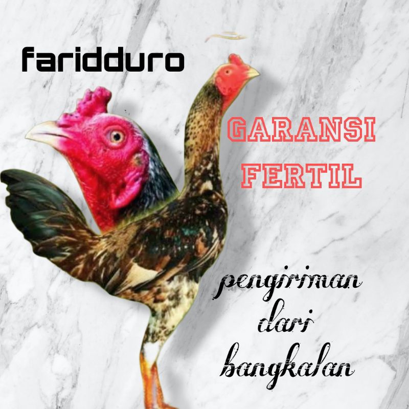 Telur fertil ayam aduan pama pukul saraf GARANSI FERTIL mangon berkwalitas
