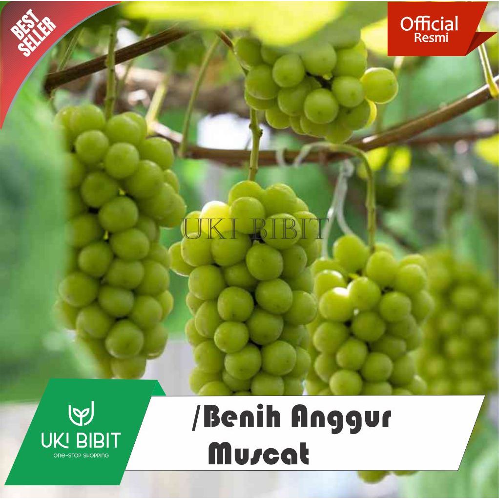 ( 5 Butir ) Benih Anggur Muscat | Anggur Hijau