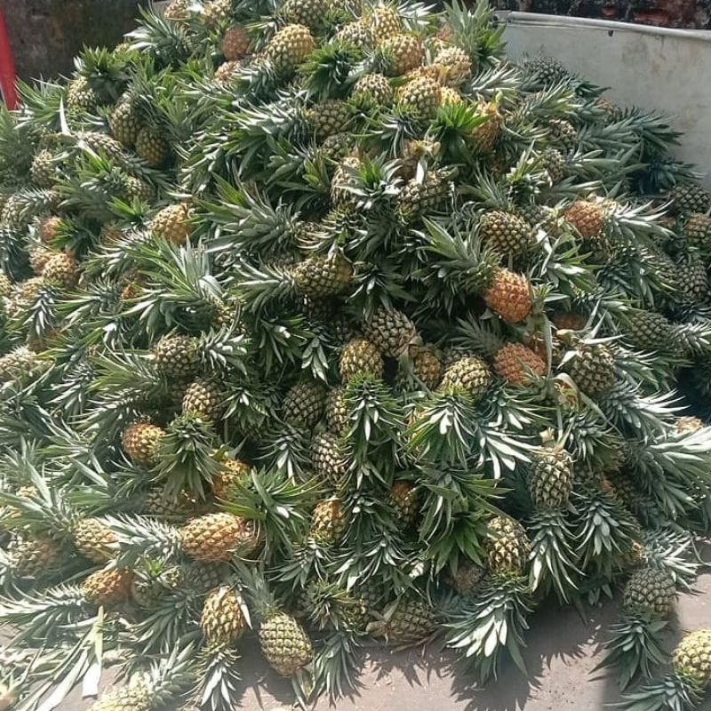 

Nanas Utuh 1 Pcs Buah Kecil