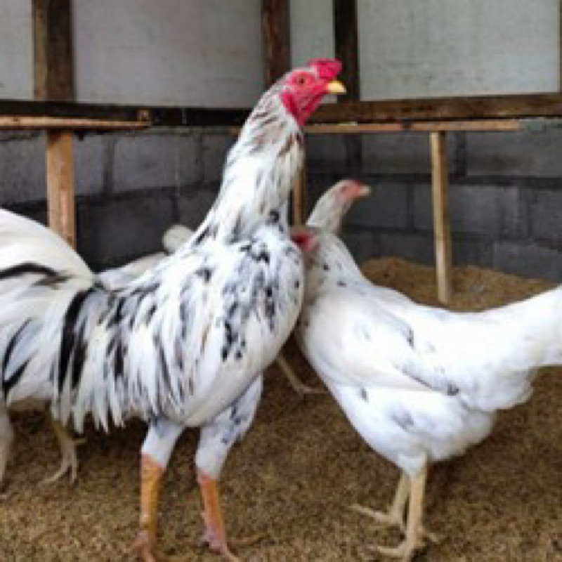 FGFG56846 TELUR FERTIL AYAM SENSI MULTIGUNA INDUKAN TERSELEKSI UNTUK DI TETASKAN 564568