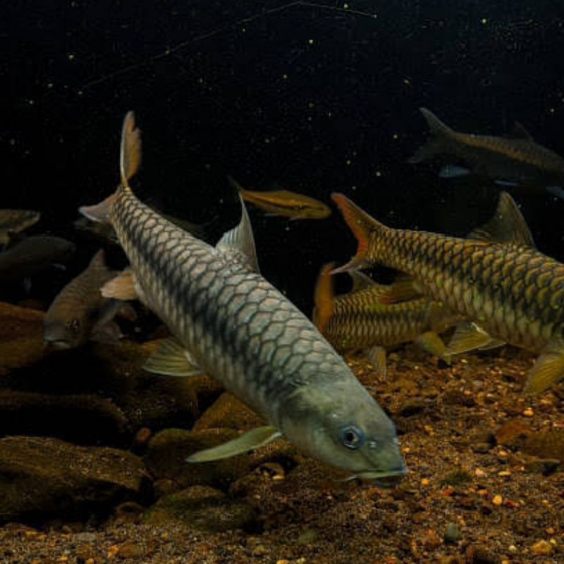 

sticker MAHSEER NEO SORO 16-18cm