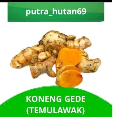 

PROMO!!! KONENG GEDE/ TEMULAWAK 500g