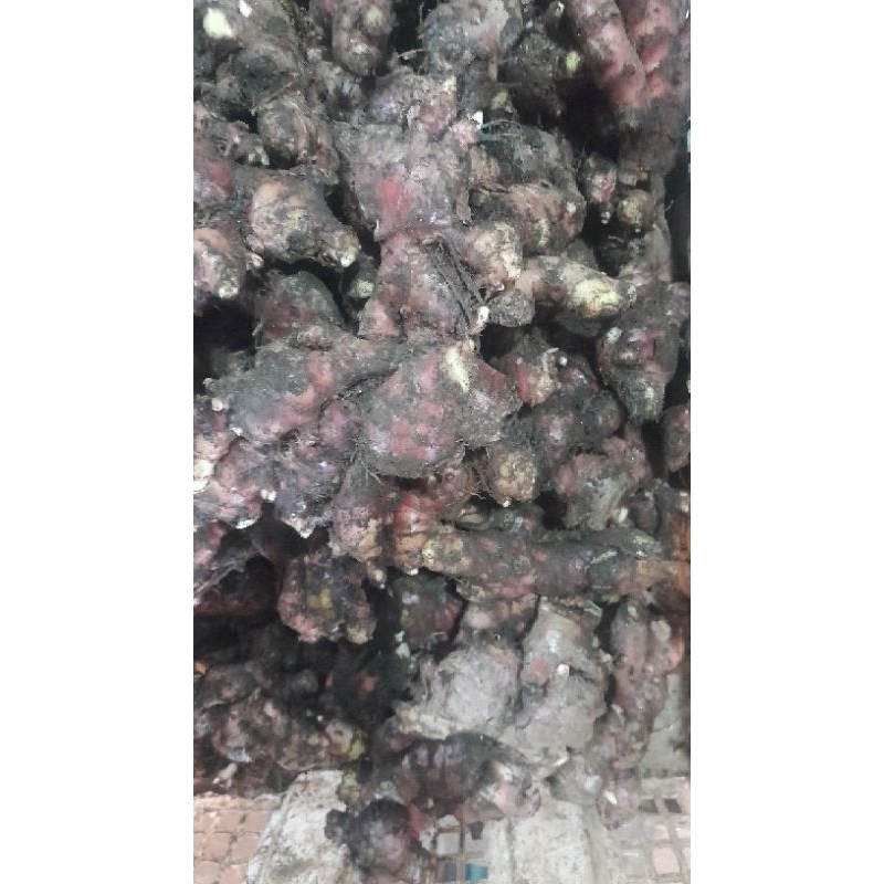 

JAHE MERAH KECIL/JAHE MEDAN SEGAR 1KG