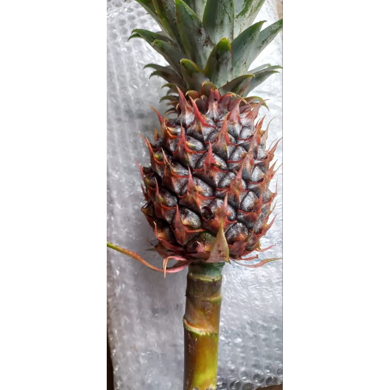 

Nanas Muda Fress Langsung Ambil Dari Pohonnya