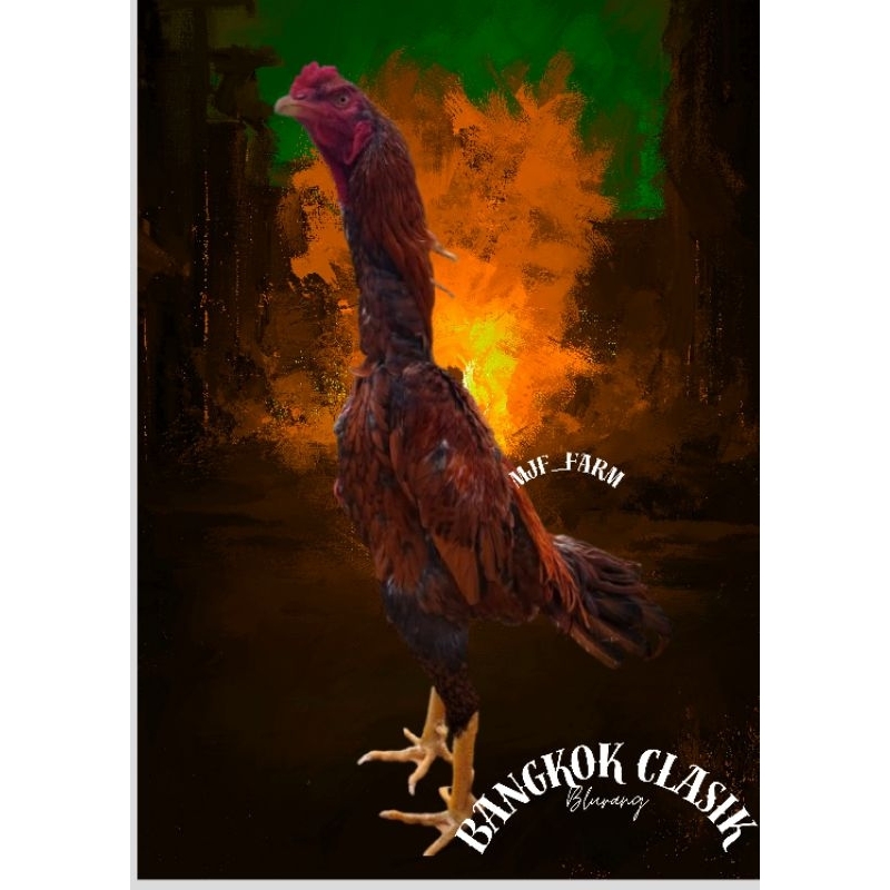 TELUR Ayam Bangkok CLASIK ori Blurang(TELUR FERTIL)