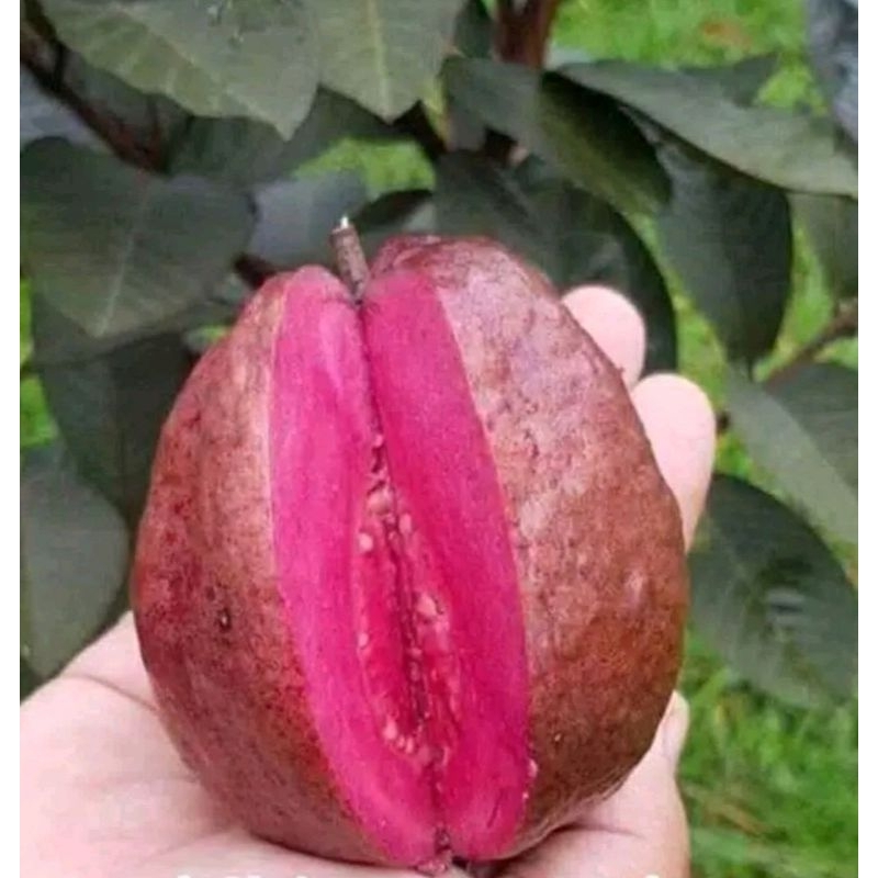 

jambu kristal merah australia