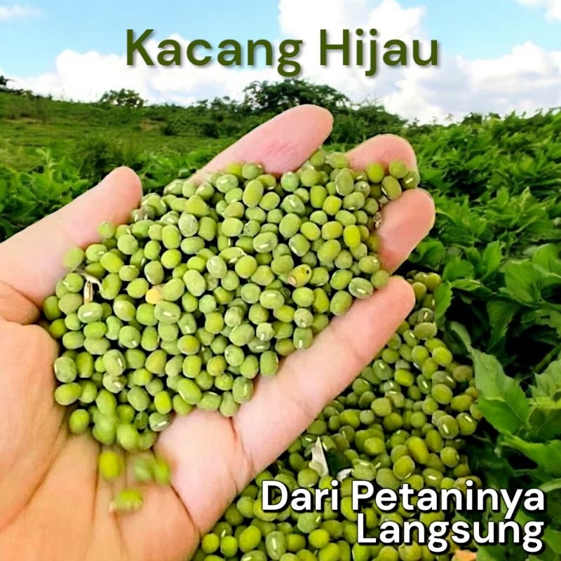 

Kacang Hijau Kualitas Super 1kg - Orgaik Large Green Mung Beans