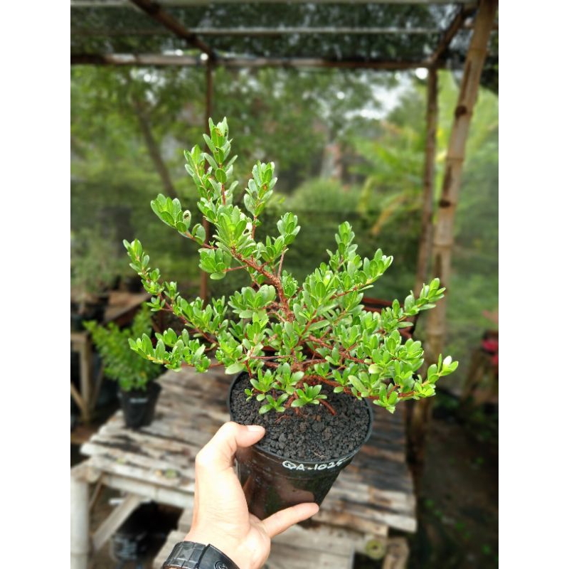 QA-1025, BAHAN BONSAI SANTIGI MAWAR SUPER SEMAI BIJI