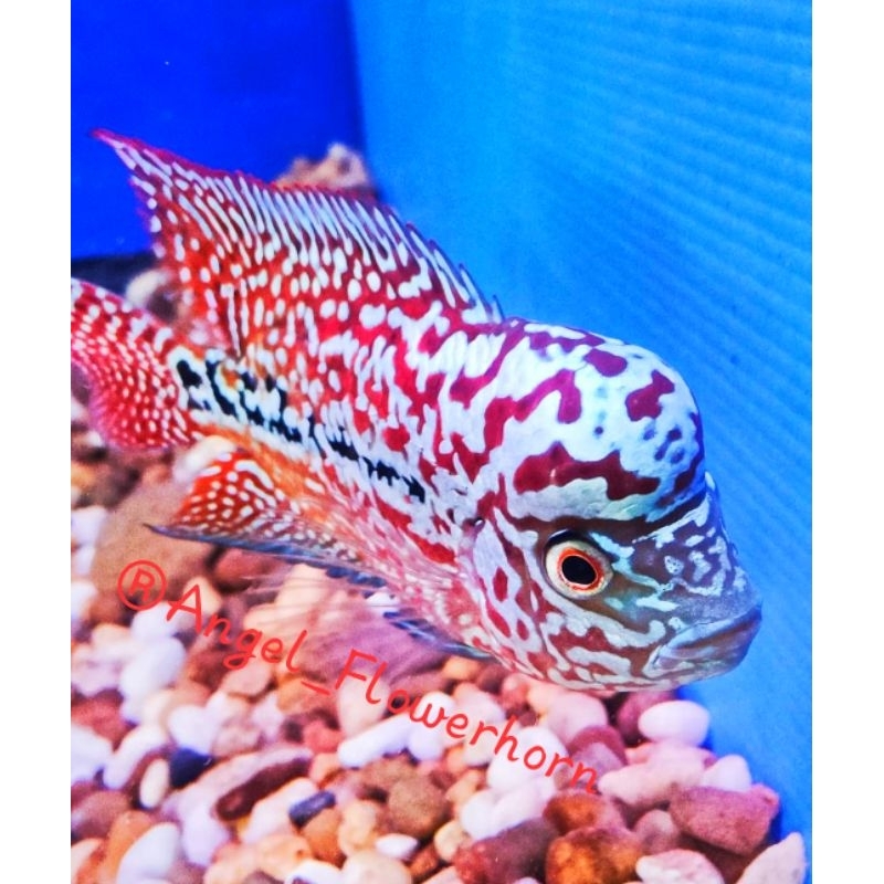 FLASH SALE MURAH | RED KING KAMFA F4 THAILAND