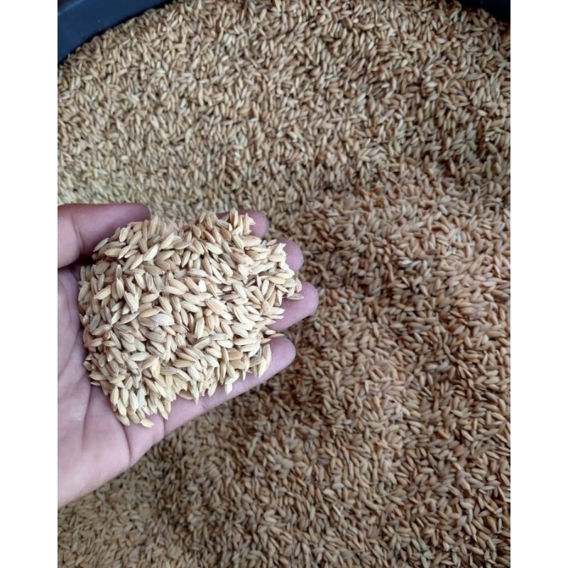 gabah muncul untuk pakan ayam