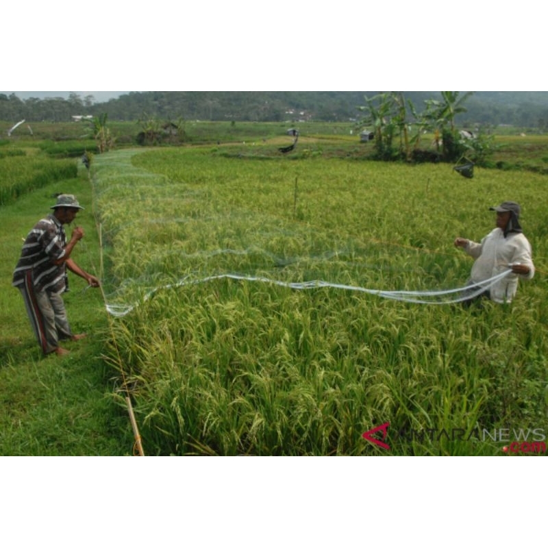RB JARING BURUNG SENAR HITAM/ JARING BURUNG PIPIT.EMPRIT,DLL SENAR 0,15MM BONUS 2 TALI