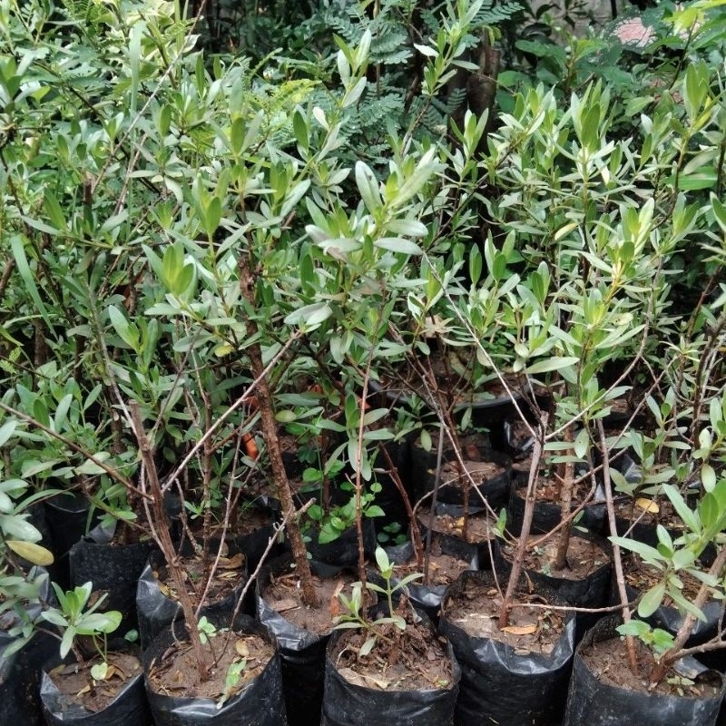 Bibit Tanaman Santigi Karang