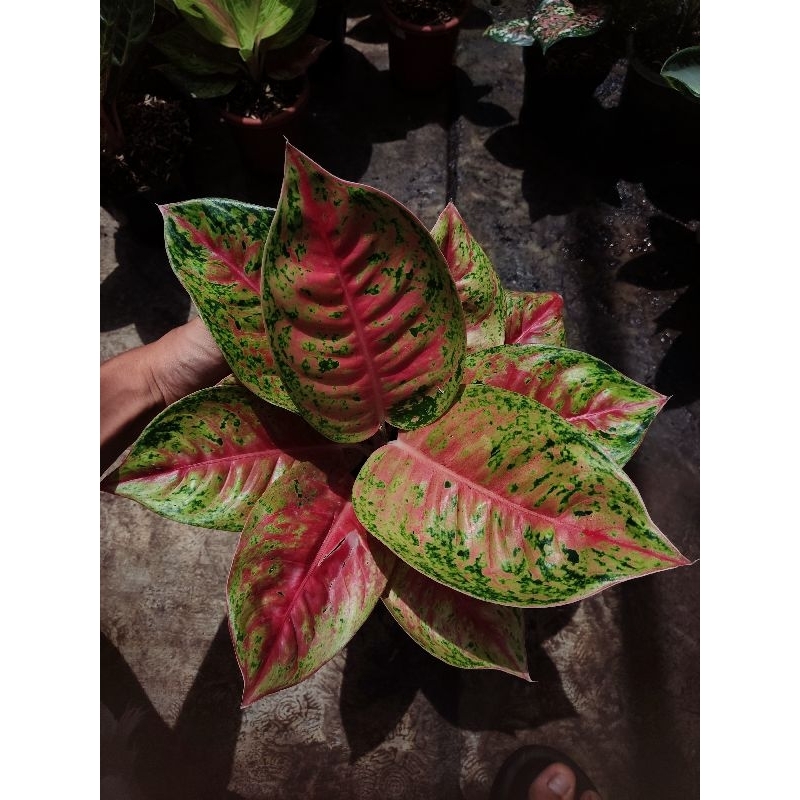 Aglonema mahasety tanian lokal