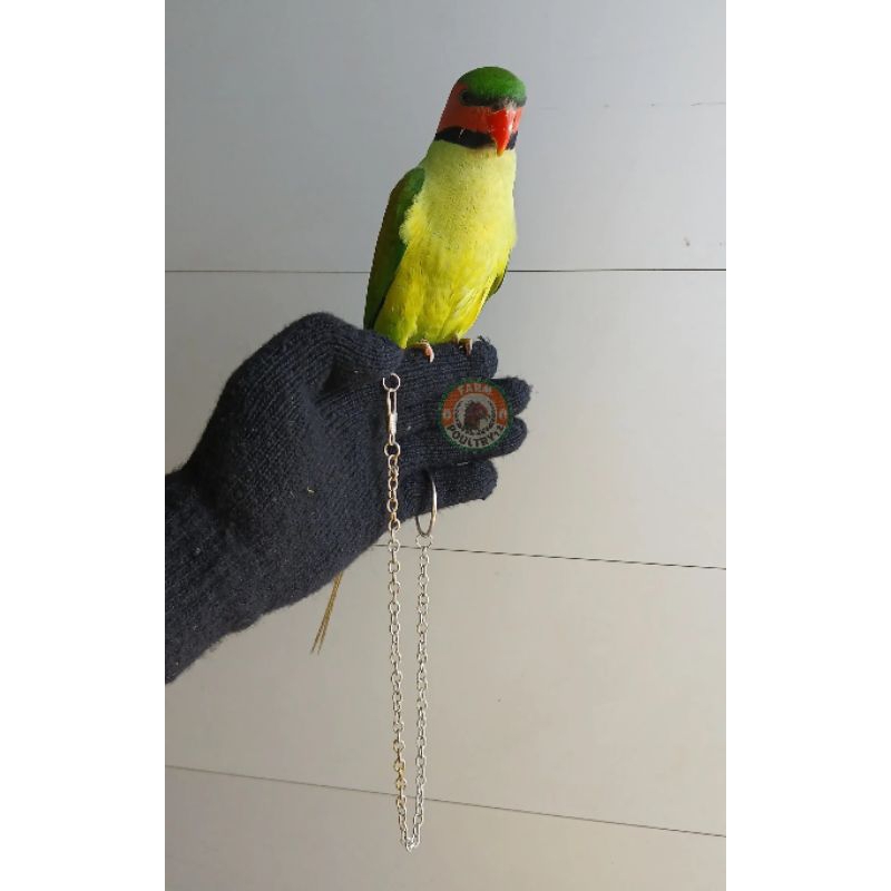 1 Set Rantai Burung Betet  Anti Karat Rantai Sunconure Rantai Burung Nuri Kepala Hitam Rantai Burung