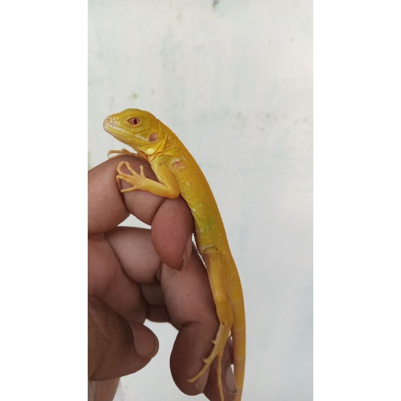 miniatur iguana Albino