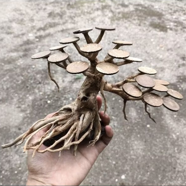 Bonsai Aquascape, Hardscape Aquascape & Aquarium Natural Murah