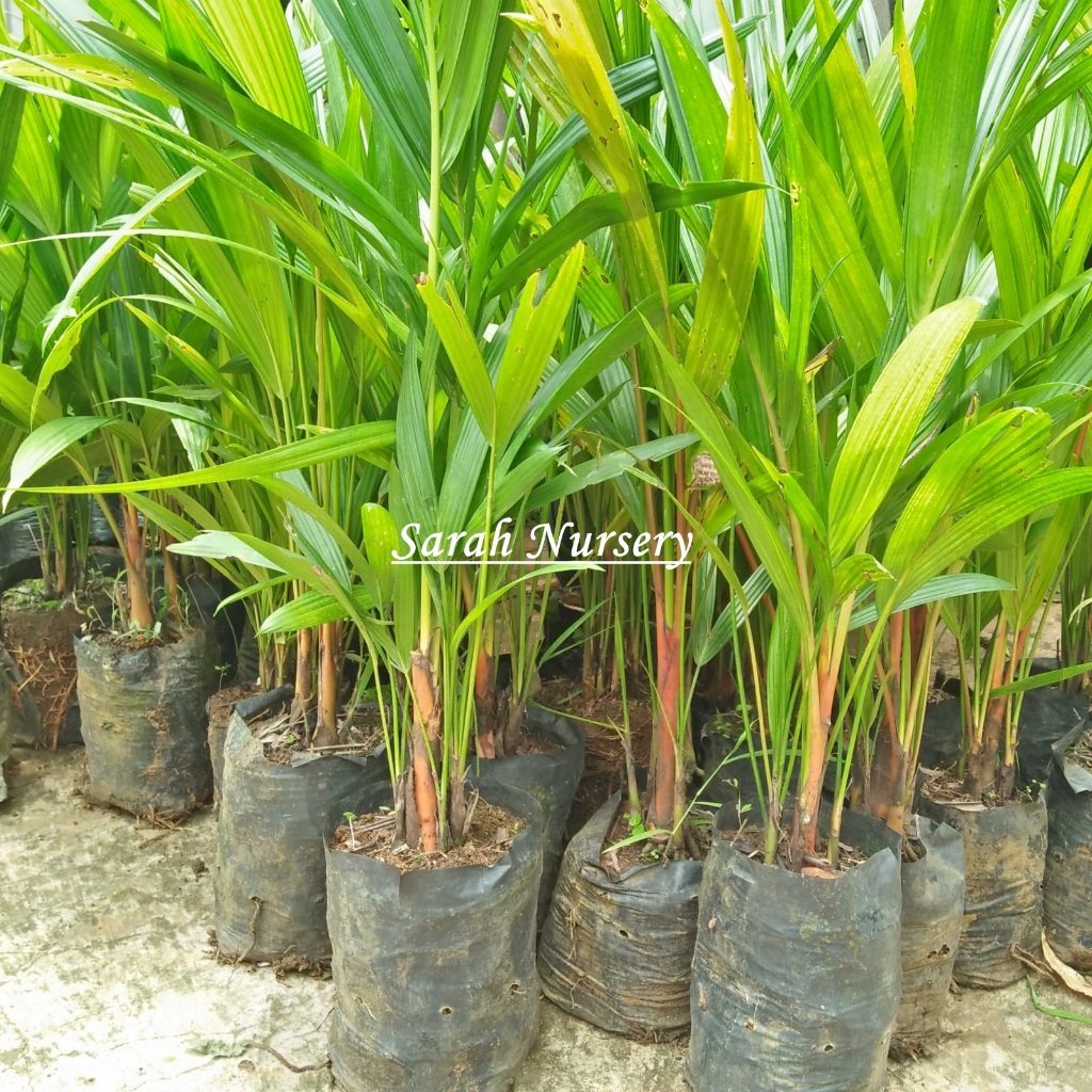Bibit Tanaman Palem Merah / Pinang Merah Siap Tanam