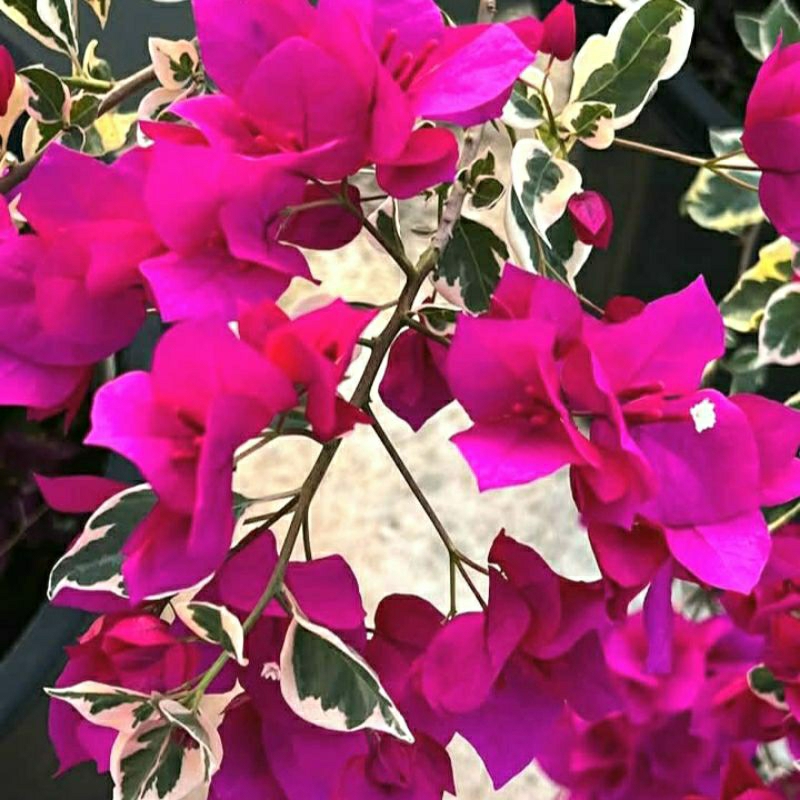 Bougenville Delima Pink Daun Varigata