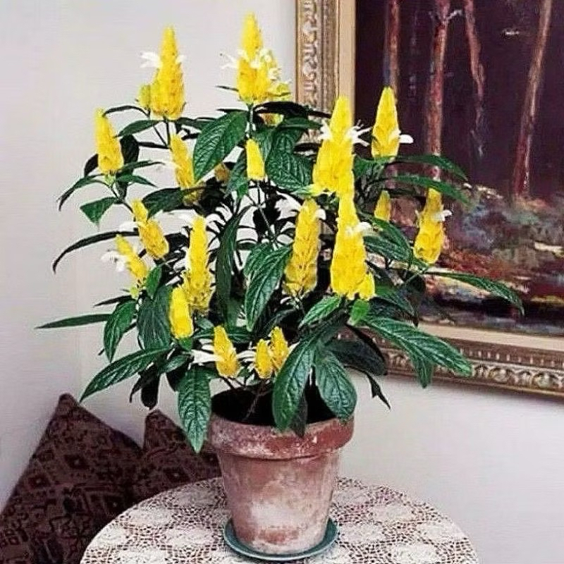 ( BISA COD ) Tanaman Hias Lolipop Bunga Kuning / Bunga Hias Lilin Lolipop Kuning Tanaman Hidup Lilin