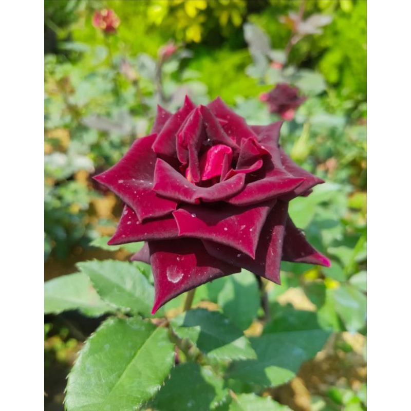 Bibit tanaman mawar abra maroon / Mawar hitam