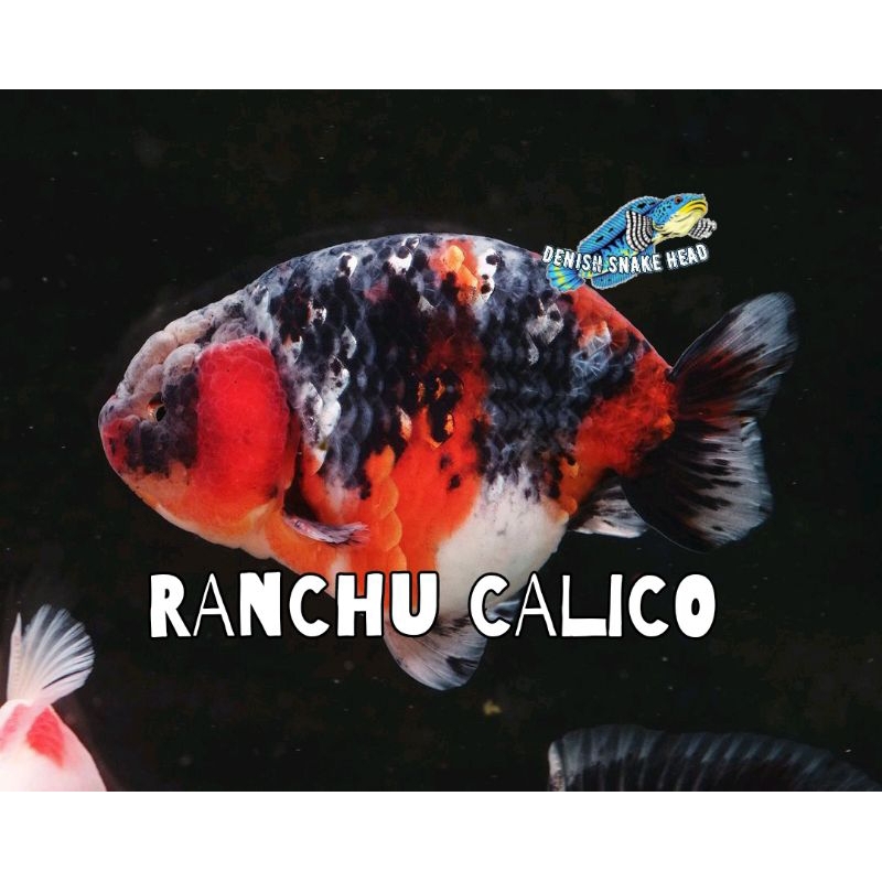 Mainan aquarium calico ranchu gf goldfish