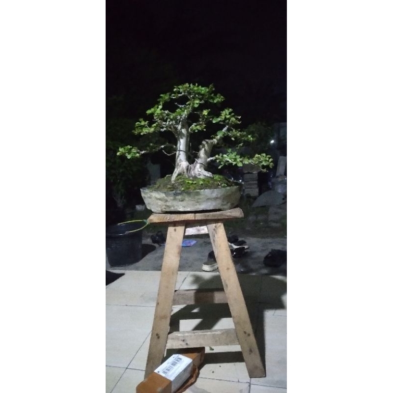 Bonsai rukem pucuk merah realpic