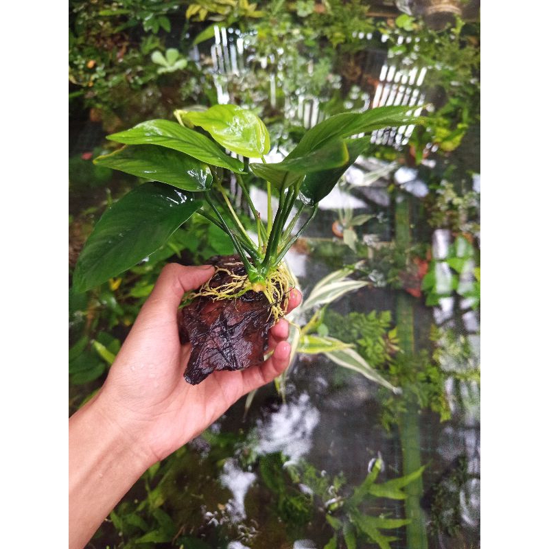 Ay00 Anubias Nana Jumbo Media Kayu Rentek