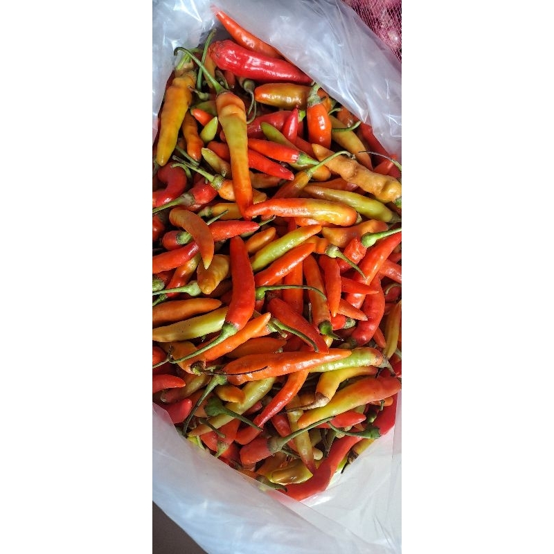 

CABE RAWIT MERAH ORI