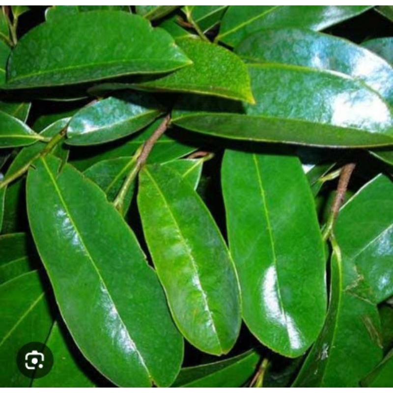 

daun sirsak segar 300g