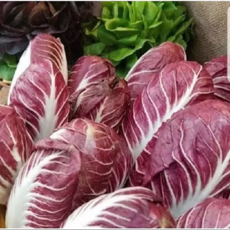 

biji benih sawi merah-radicchio Rosa/bibit sawi merah unggul isi 30 butir