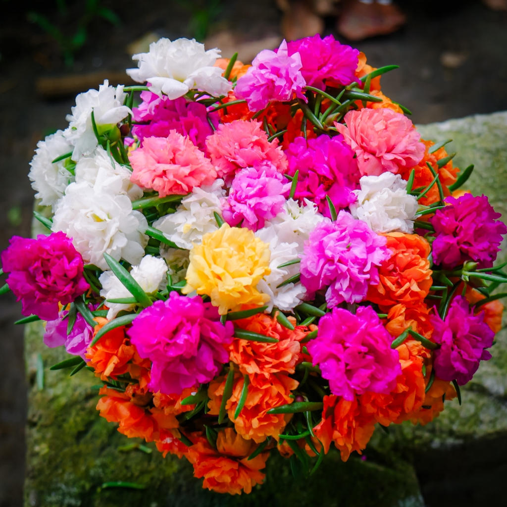 Bunga Krokot Tumpuk Warna Warni