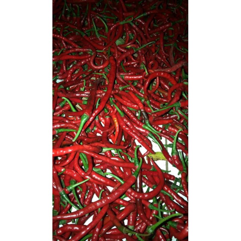 

cabe merah keriting dieng 1 kg