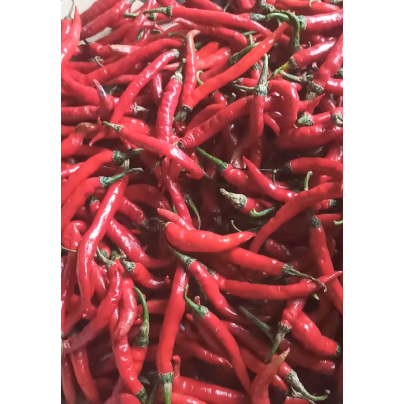 

CABE MERAH BESAR 5 KG langsung dari petani