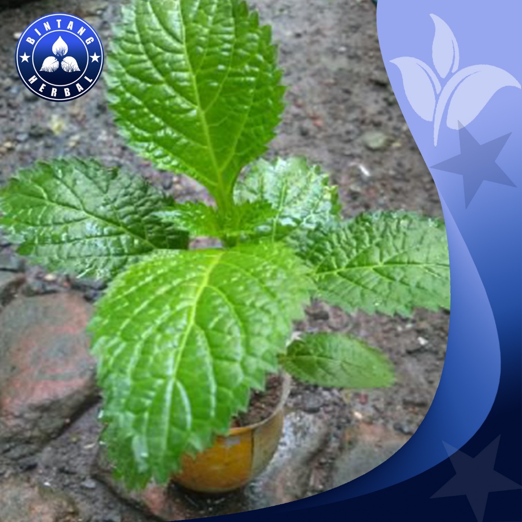 

Pecut Kuda – Alam Sari Petra - bintang herbal